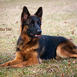 red and black german shepherd puppies for sale near me